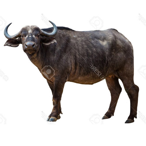 Bufale